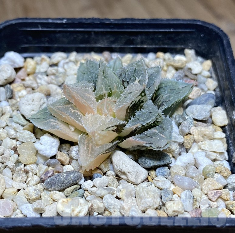 SHPR39742 Haworthia 'Kegazato' f. variegata - Image 2