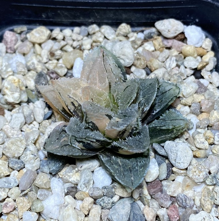 SHPR39742 Haworthia 'Kegazato' f. variegata