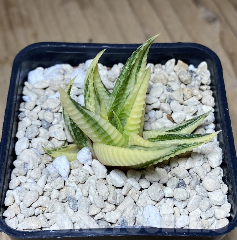 SHPR39743 Haworthia limifolia f.variegata