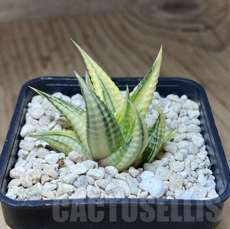 SHPR39743 Haworthia limifolia f.variegata - Image 2
