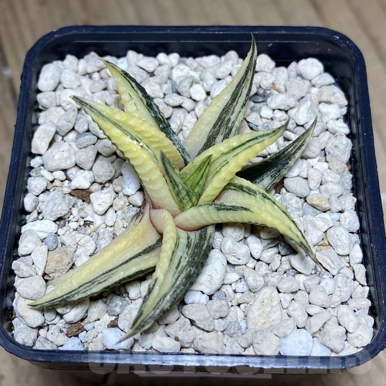 SHPR39744 Haworthia limifolia f.variegata - Image 2