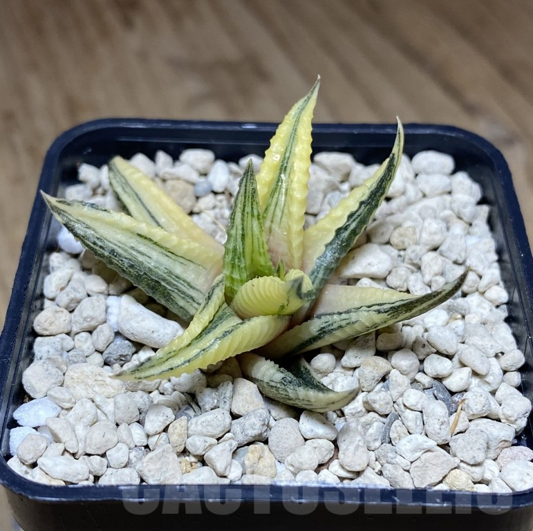 SHPR39744 Haworthia limifolia f.variegata