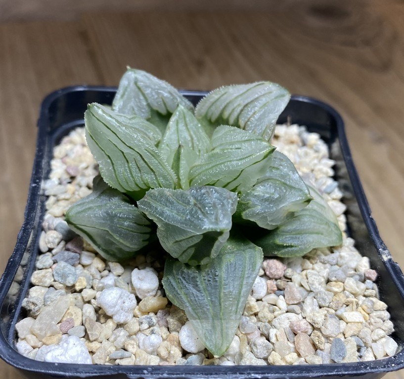 SHPR39745 Haworthia 'Daimajin Mutant'