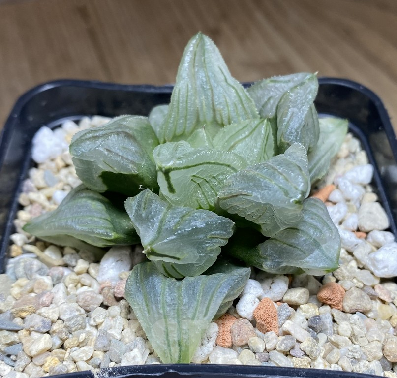 SHPR39745 Haworthia 'Daimajin Mutant' - Image 2