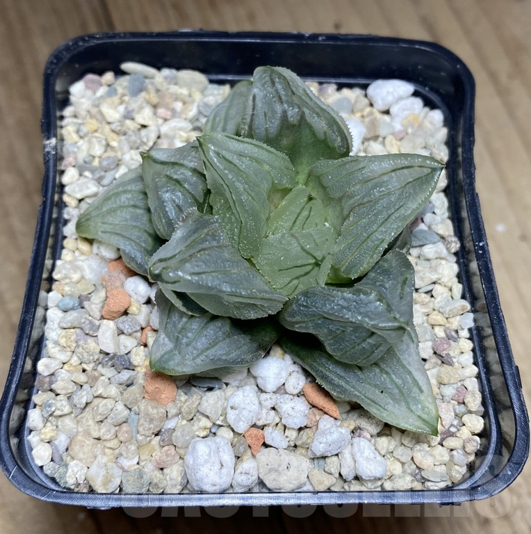 SHPR39745 Haworthia 'Daimajin Mutant' - Image 3