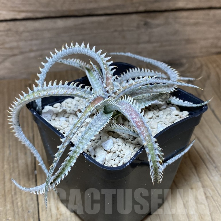 SHPR39746 Dyckia ‘Warren’ F2 hybrid seedling