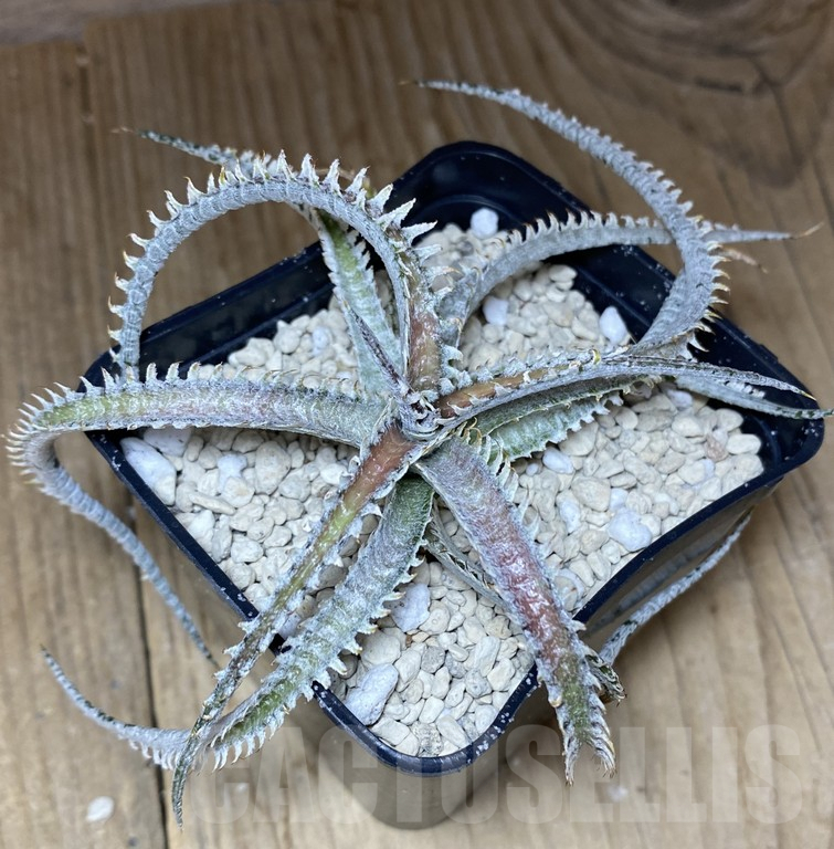 SHPR39746 Dyckia ‘Warren’ F2 hybrid seedling - Image 2