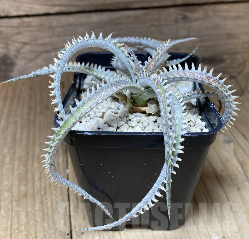 SHPR39746 Dyckia ‘Warren’ F2 hybrid seedling - Image 3