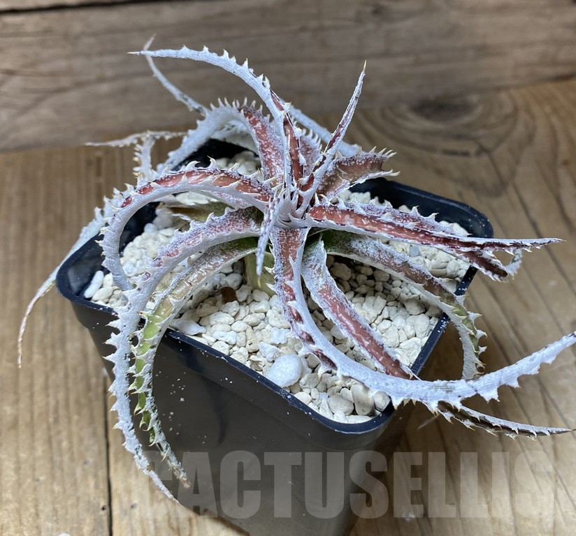 SHPR39747 Dyckia ‘Warren’ F2 hybrid seedling - Image 3