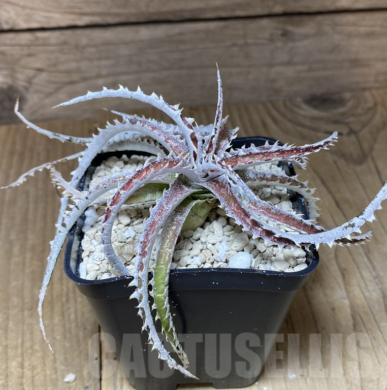 SHPR39747 Dyckia ‘Warren’ F2 hybrid seedling - Image 2