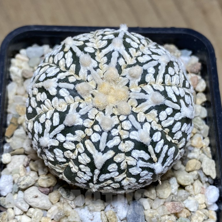 SHPR39826 Astrophytum asterias ‘Super Kabuto’ V-type