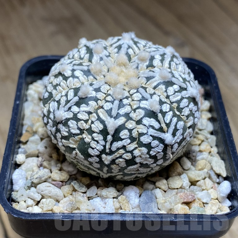 SHPR39826 Astrophytum asterias ‘Super Kabuto’ V-type - Image 2