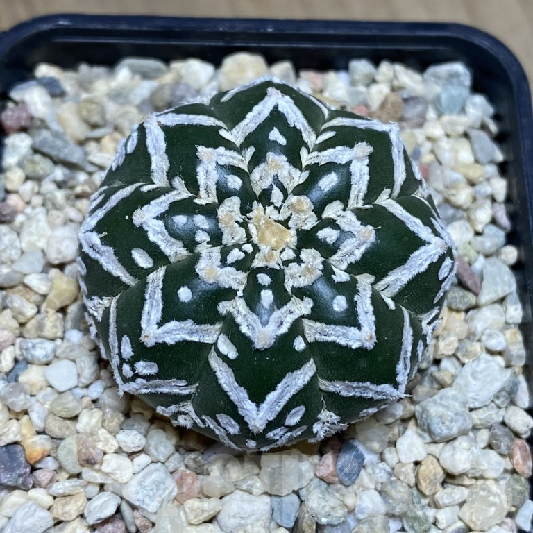 SHPR39830 Astrophytum asterias ‘Super Kabuto’ V-type f. nudum