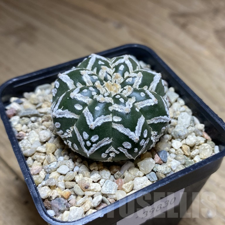 SHPR39830 Astrophytum asterias ‘Super Kabuto’ V-type f. nudum - Imagen 2