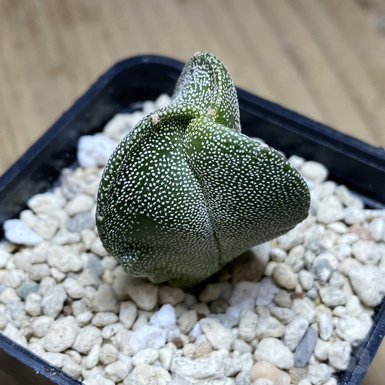 SHPR39848 Astrophytum myriostigma v. tricostatum
