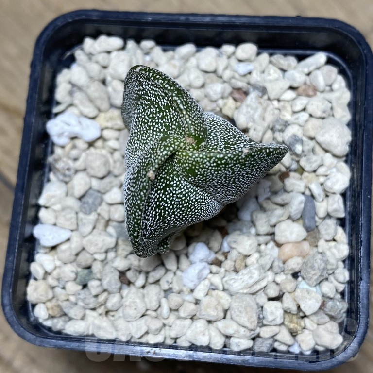 SHPR39848 Astrophytum myriostigma v. tricostatum - 画像 (2)