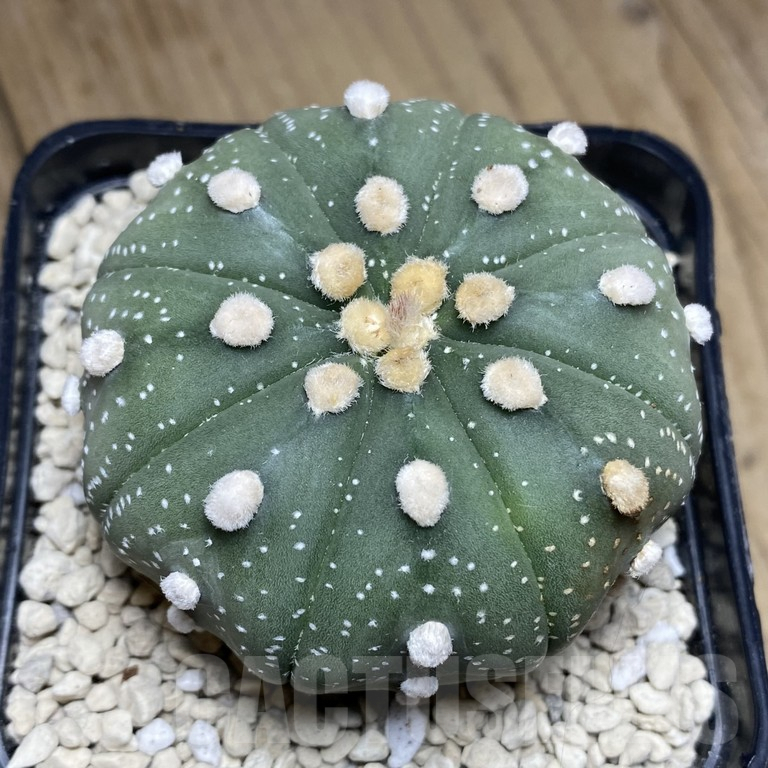 SHPR39850 Astrophytum asterias ‘Akabana’ clon 1 - Image 2