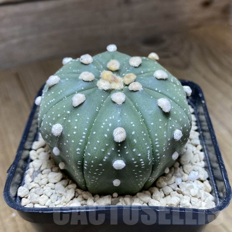 SHPR39850 Astrophytum asterias ‘Akabana’ clon 1 - Image 3