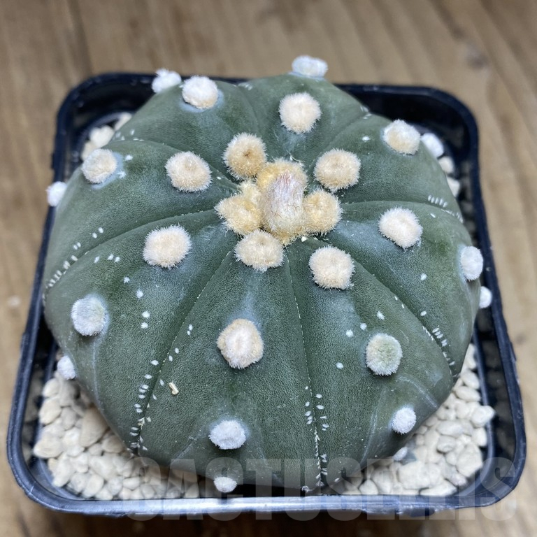 SHPR39851 Astrophytum asterias ‘Akabana’ clon 3 - Image 2