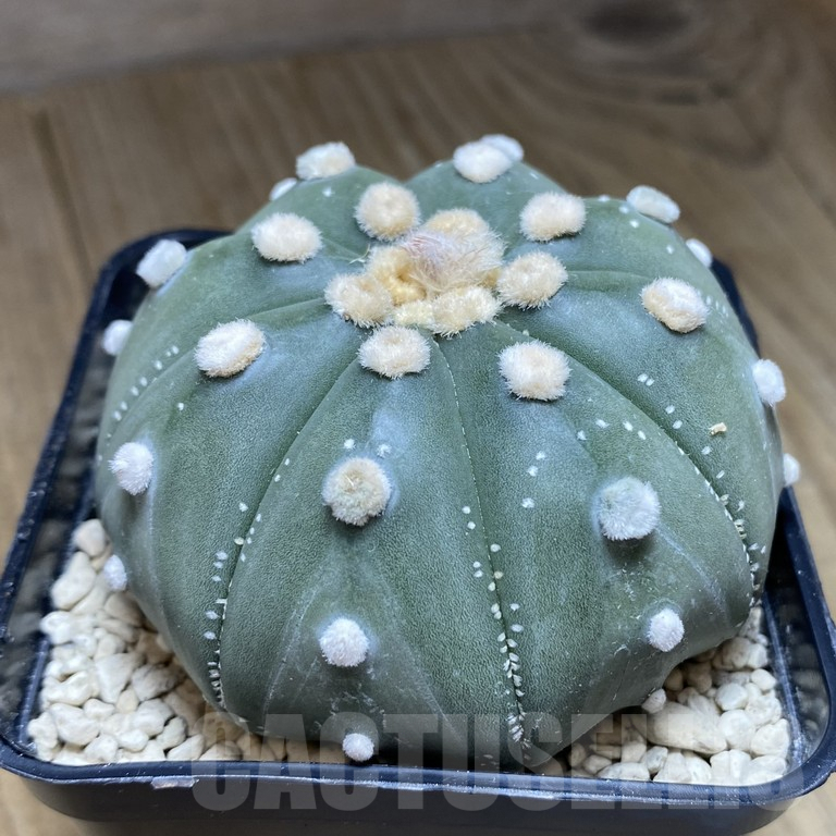 SHPR39851 Astrophytum asterias ‘Akabana’ clon 3 - Image 3