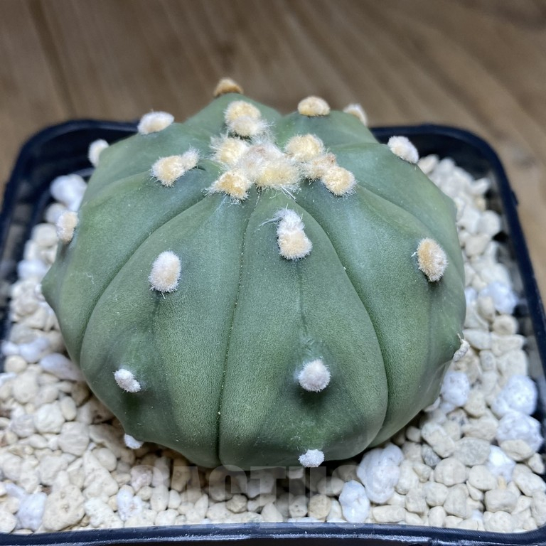 SHPR39852 Astrophytum asterias ‘Akabana’ clon 5 - Image 2