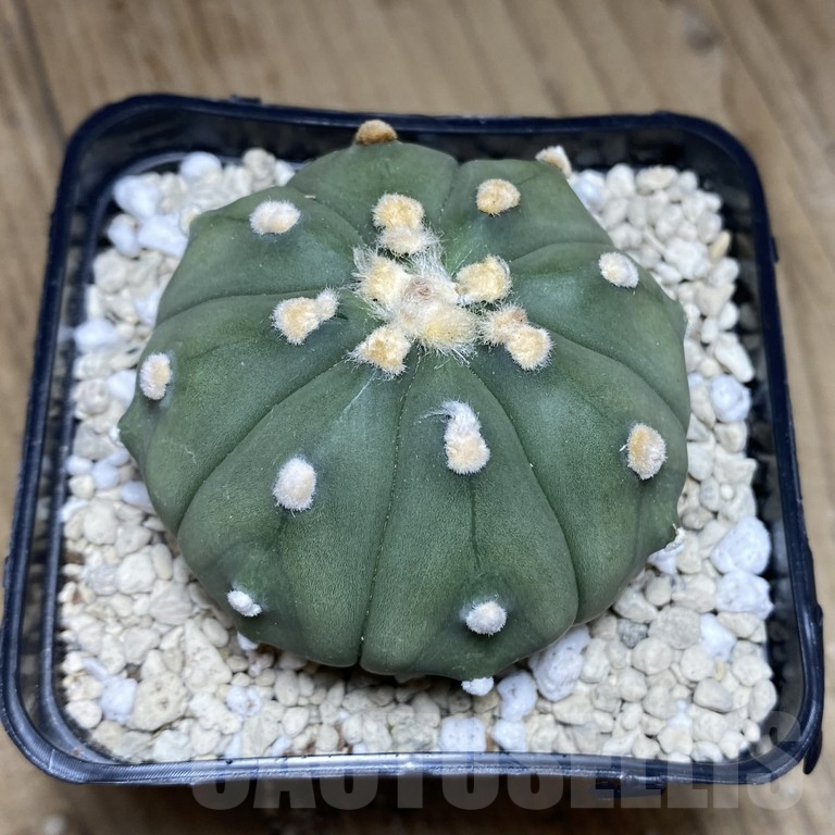 SHPR39852 Astrophytum asterias ‘Akabana’ clon 5 - Image 3