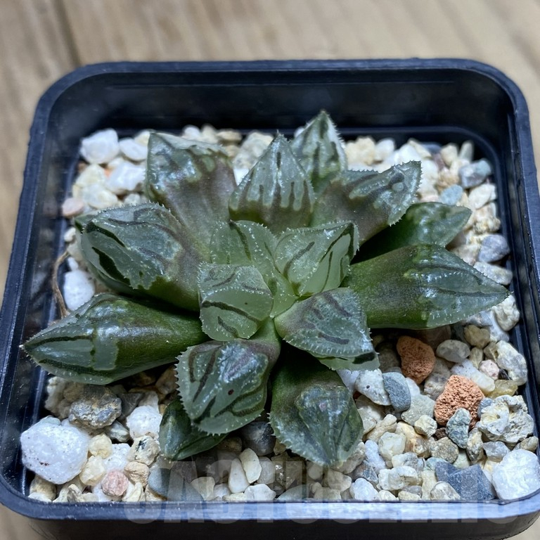 SHPR39853 Haworthia 'Red Ball' x Gordon Mutant