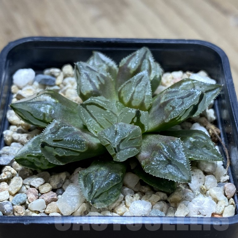 SHPR39853 Haworthia 'Red Ball' x Gordon Mutant - Obrázek 2