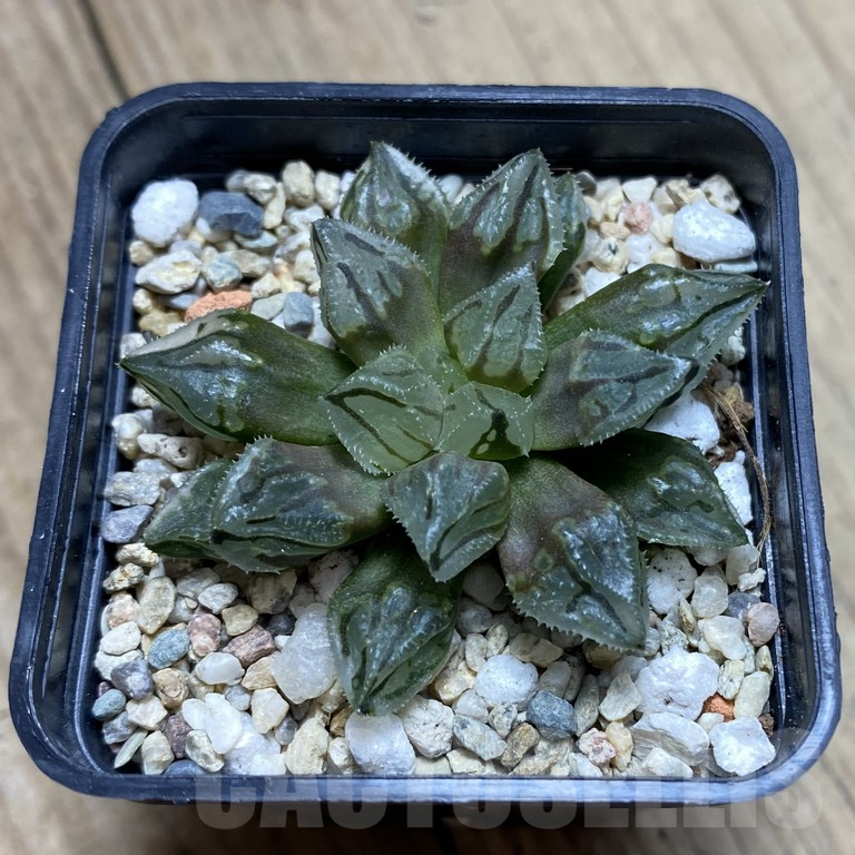 SHPR39853 Haworthia 'Red Ball' x Gordon Mutant - Obrázek 3