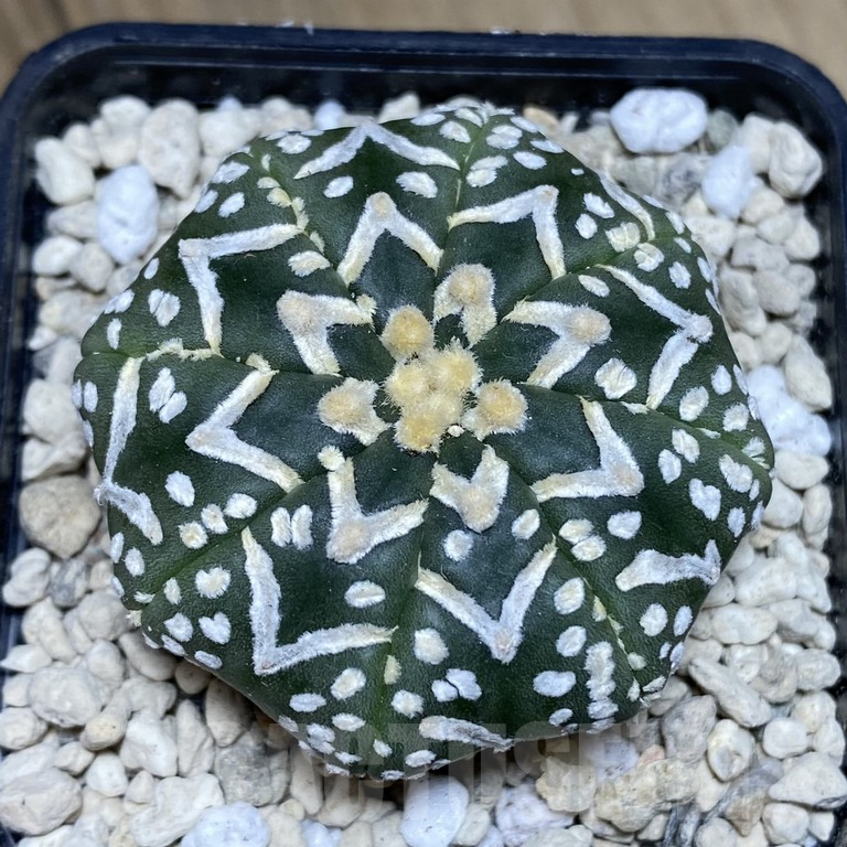 SH291 Astrophytum asterias ‘Super Kabuto’ V-type f. nudum
