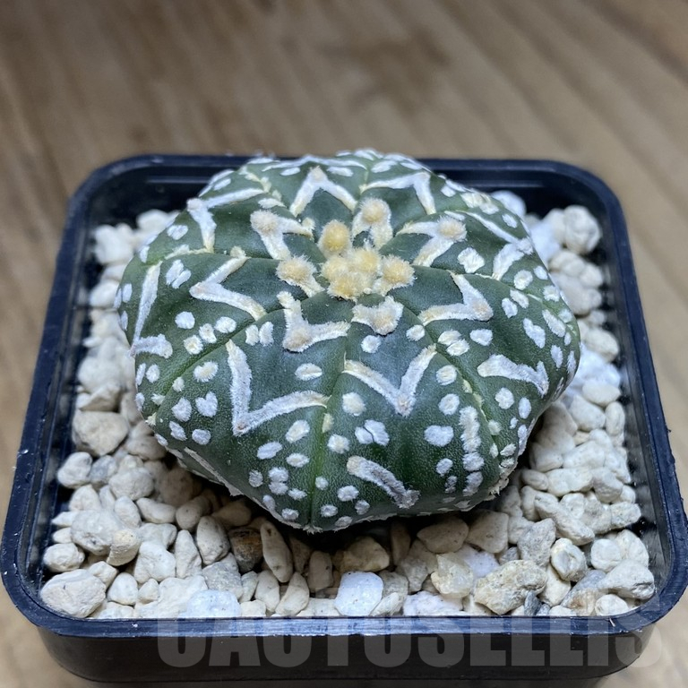 SH291 Astrophytum asterias ‘Super Kabuto’ V-type f. nudum - Image 2