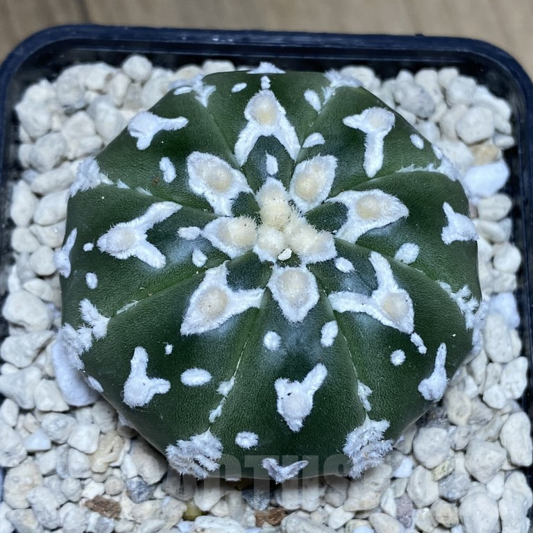 SH290 Astrophytum asterias ‘Super Kabuto’ V-type f. nudum