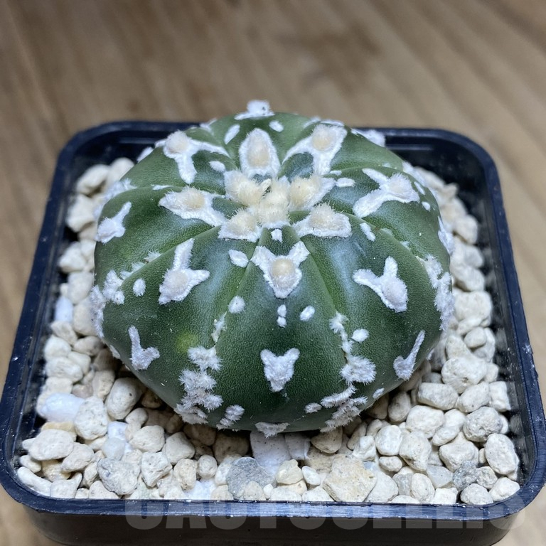 SH290 Astrophytum asterias ‘Super Kabuto’ V-type f. nudum - Image 2