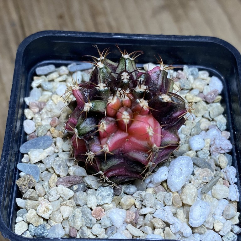 SH293 Gymnocalycium mihanovichii ‘Transformer’ f. variegata hybrid, seedling - Image 2