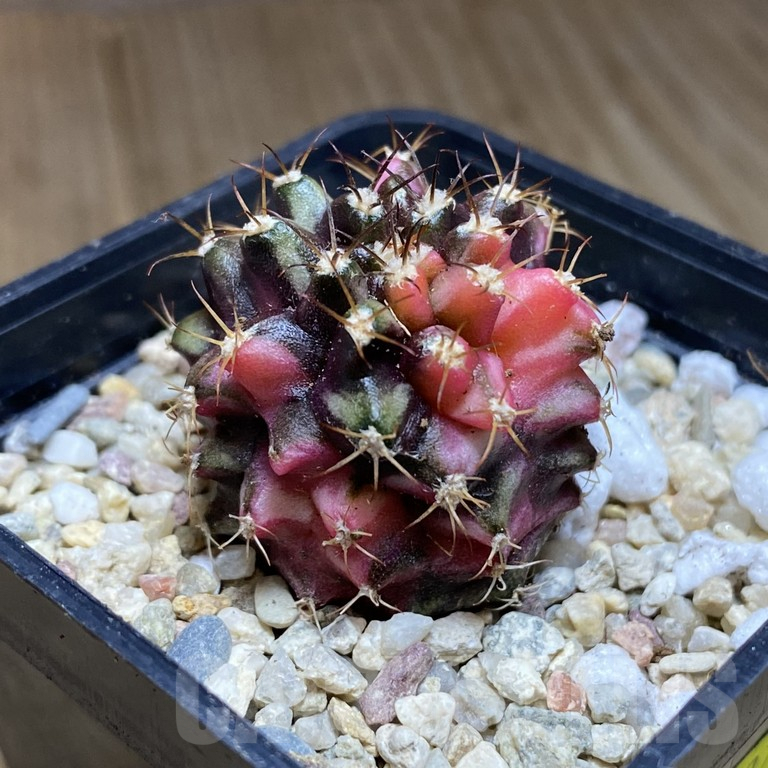 SH293 Gymnocalycium mihanovichii ‘Transformer’ f. variegata hybrid, seedling