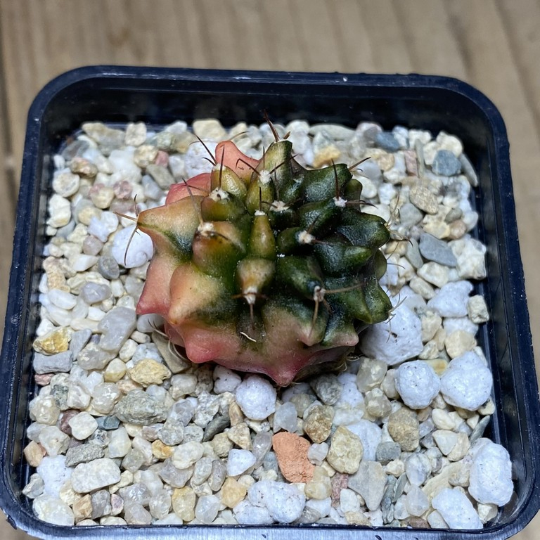 SH294 Gymnocalycium mihanovichii ‘Transformer’ f. variegata hybrid, seedling - Obrázek 2