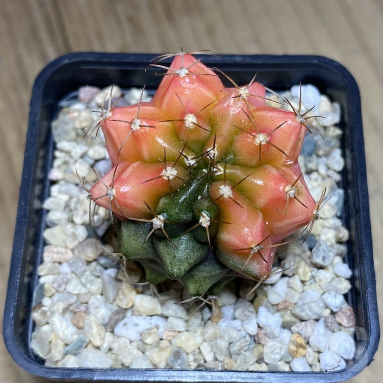 SH288 Gymnocalycium mihanovichii ‘Transformer’ f. variegata hybrid, seedling - Obrázek 2