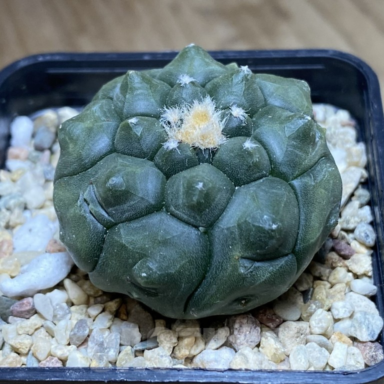 SHPR40502 Astrophytum asterias ‘Kikko’