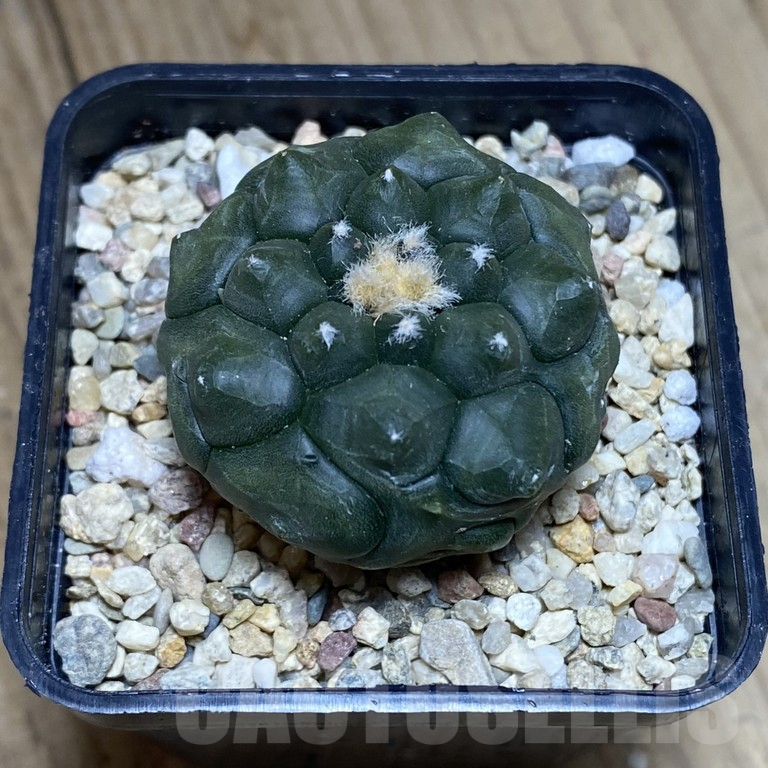 SHPR40502 Astrophytum asterias ‘Kikko’ - Image 2