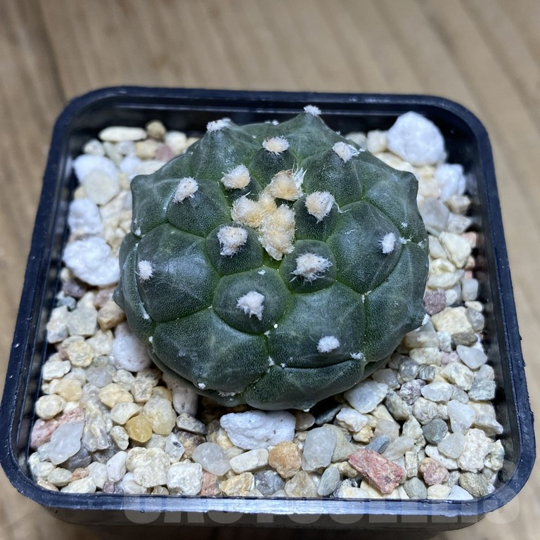 SH286 Astrophytum asterias ‘Kikko’ - Image 2