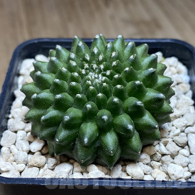 SH284 Gymnocalycium mihanovichii ‘inermis’ seedling