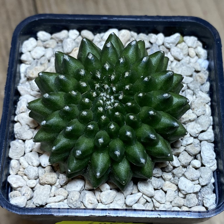 SH284 Gymnocalycium mihanovichii ‘inermis’ seedling - Image 2