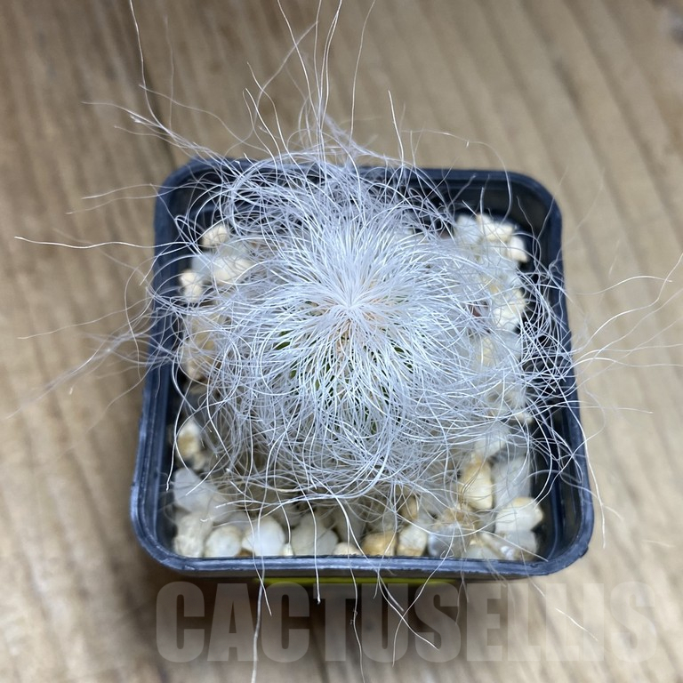 SHPR40514 Cephalocereus senilis - Зображення 2