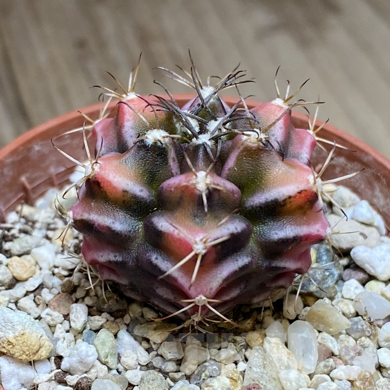 SHPR40515 Gymnocalycium mihanovichii ‘Bear Beer’