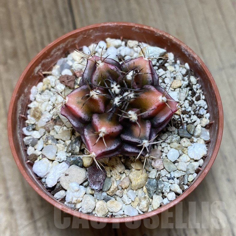 SHPR40515 Gymnocalycium mihanovichii ‘Bear Beer’ – Bild 2