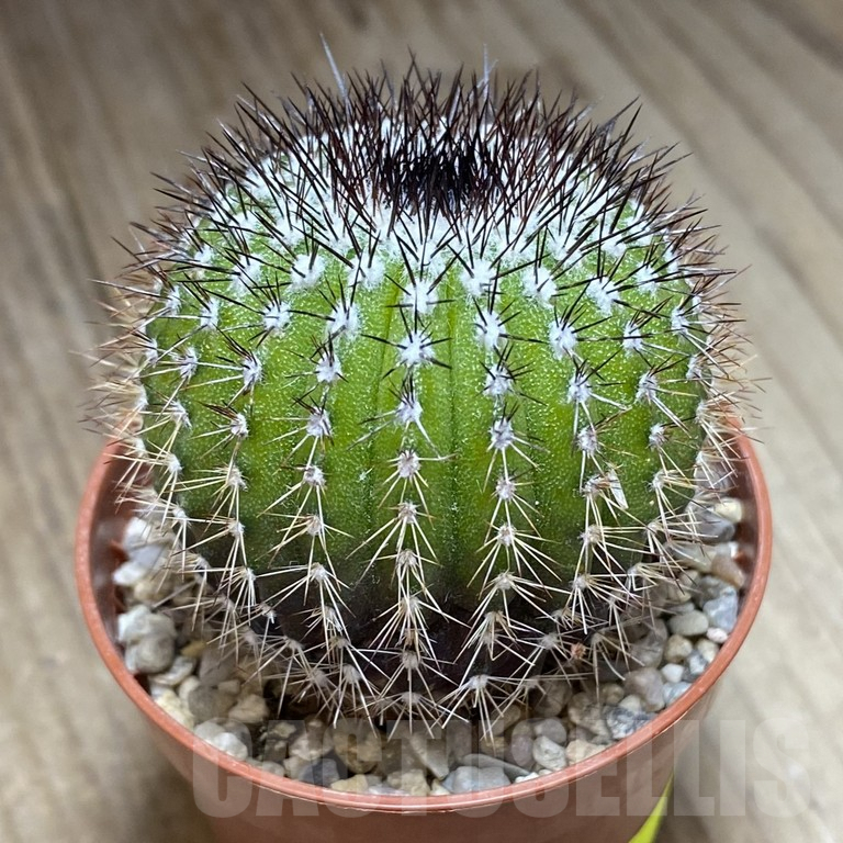 SH272 Uebelmannia pseudopectinifera seedling , own roots - Image 2