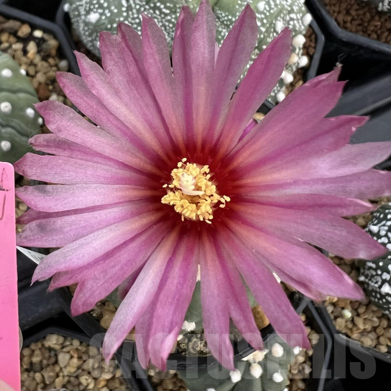 SHPR39852 Astrophytum asterias ‘Akabana’ clon 5