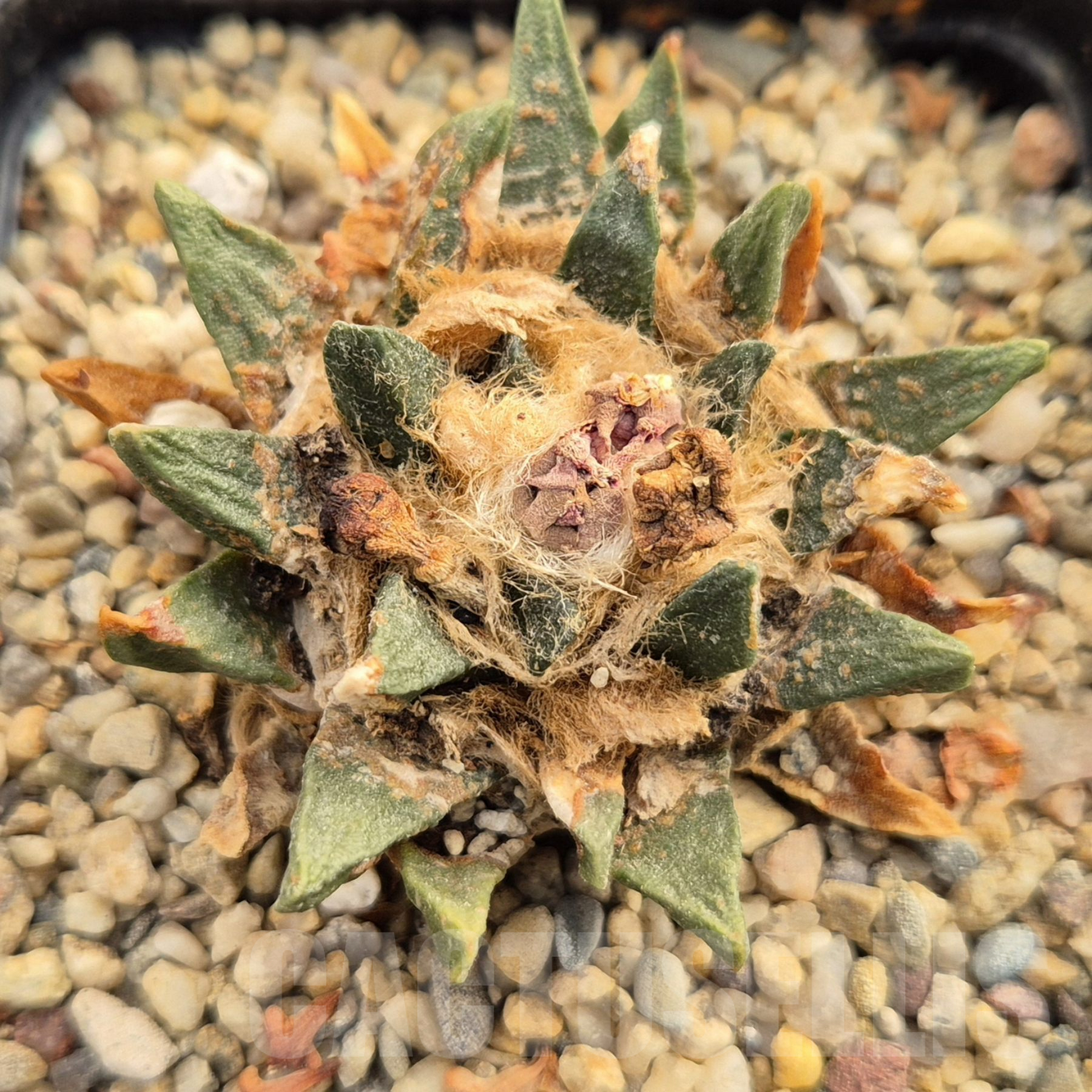 LOT860 10 SEEDS Ariocarpus scapharostrus 2024 year - Image 2