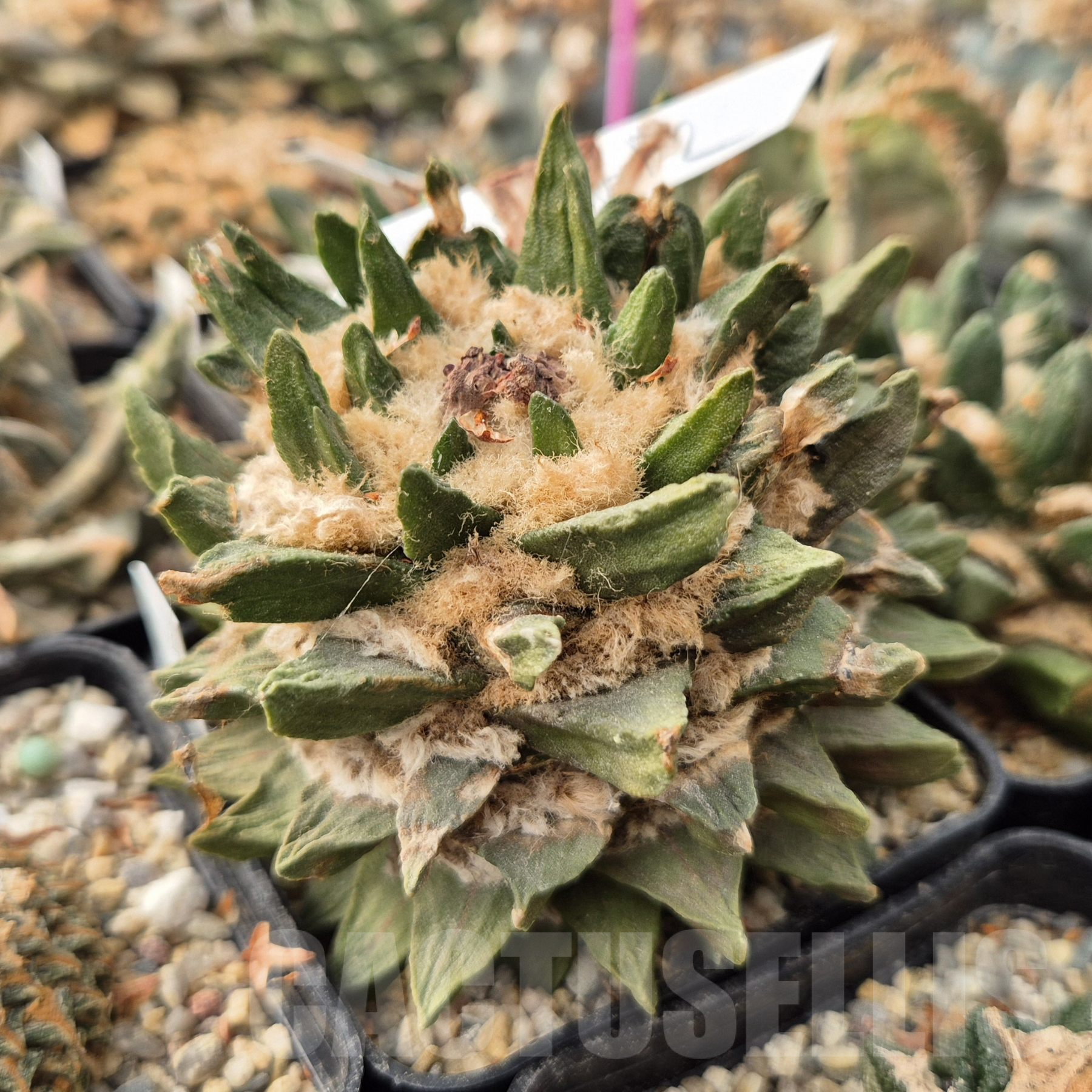 LOT860 10 SEEDS Ariocarpus scapharostrus 2024 year - Image 3