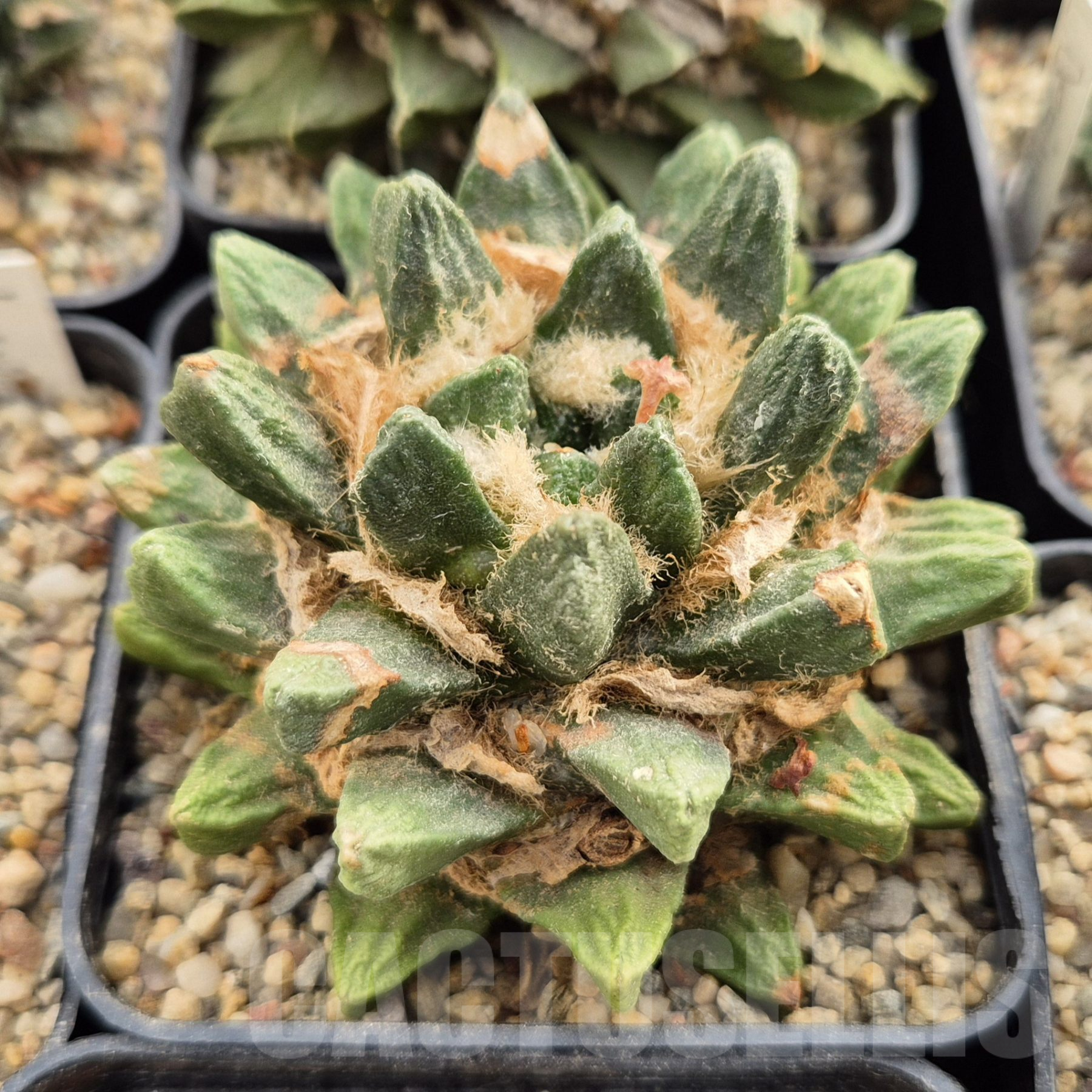 LOT860 10 SEEDS Ariocarpus scapharostrus 2024 year - Image 4